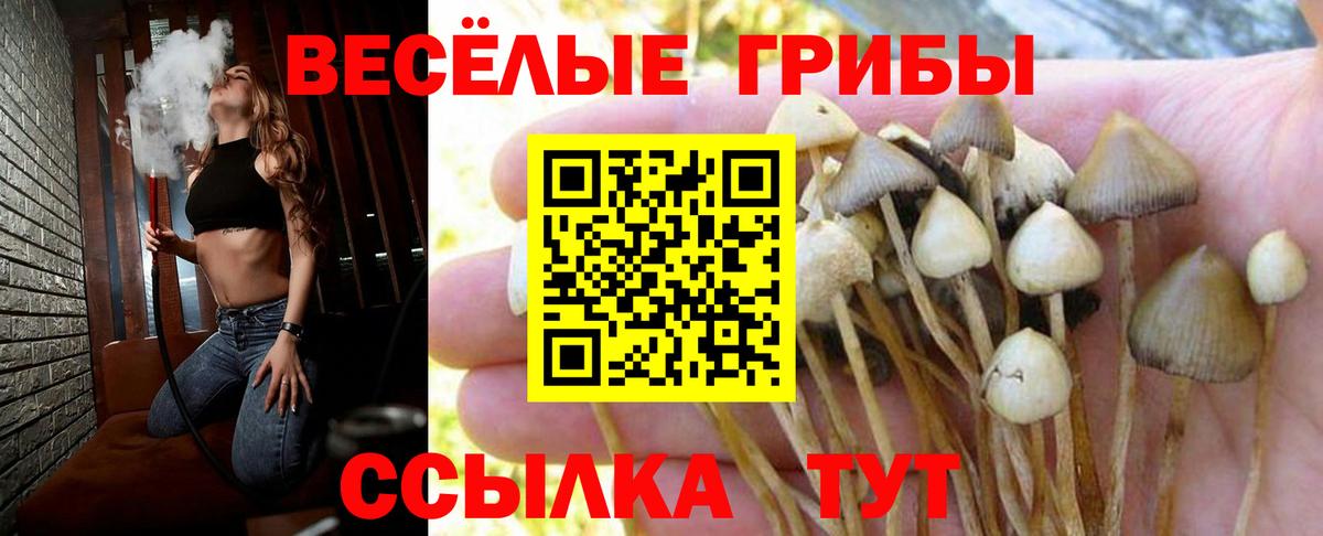 Псилоцибиновые грибы GOLDEN TEACHER Ноябрьск